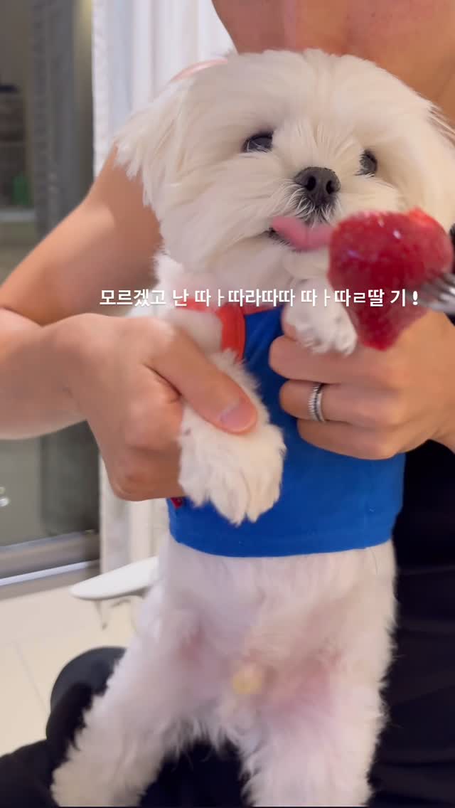 【贴文推送】SOYEON | Instagram | 2026-04-18 | 🍓조치유 #말티즈 …